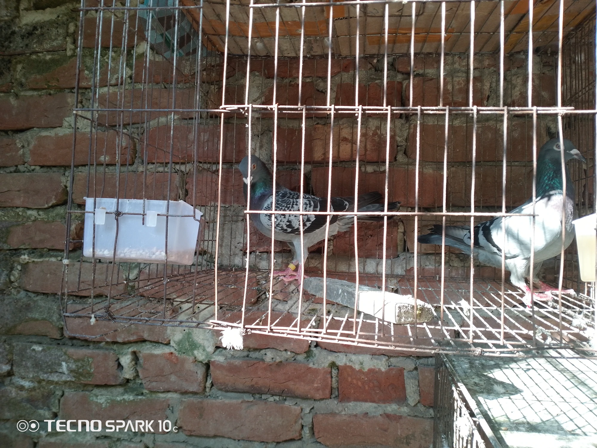 মাকসি নর সেল