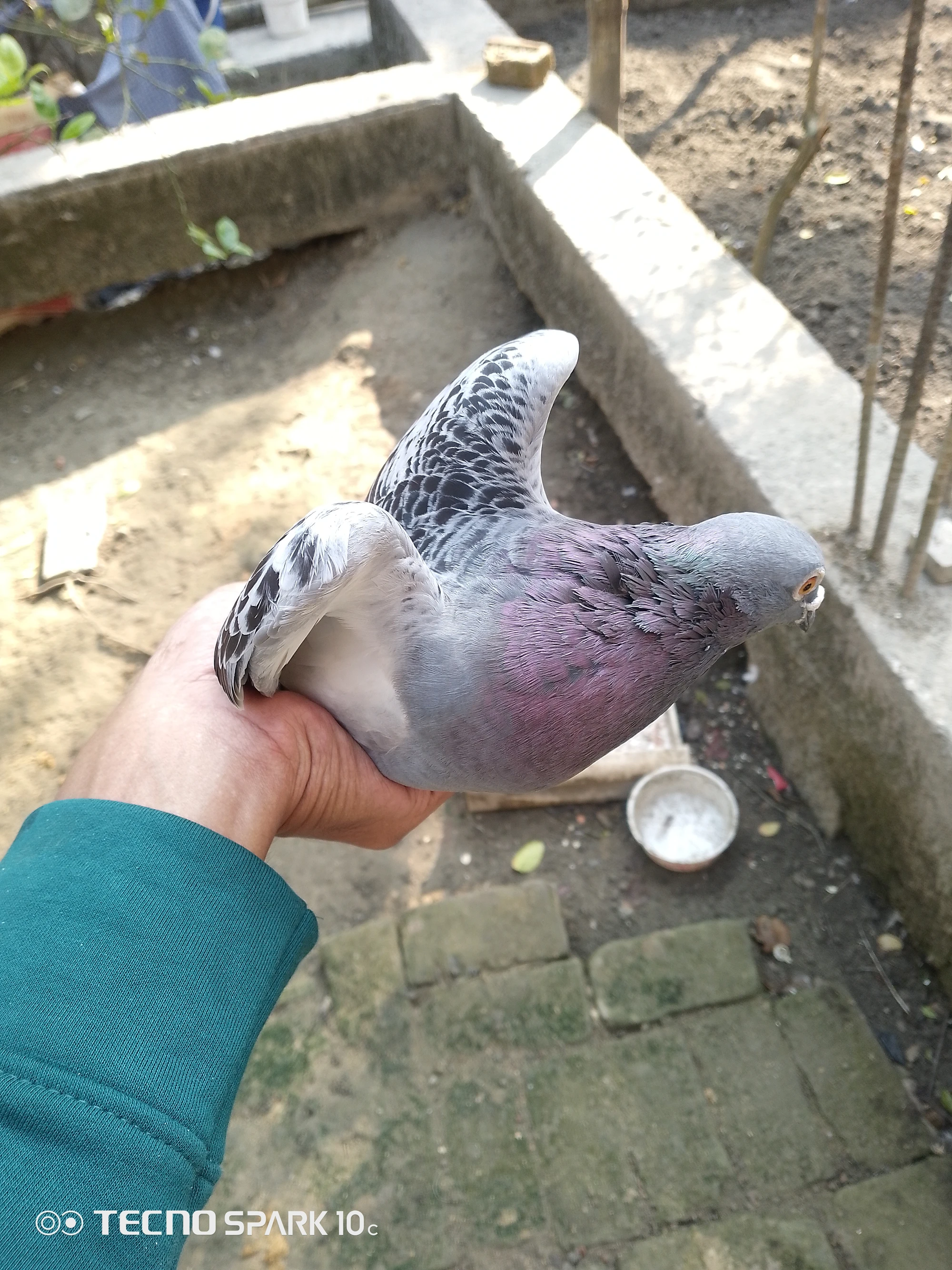 মাকসি নর সেল